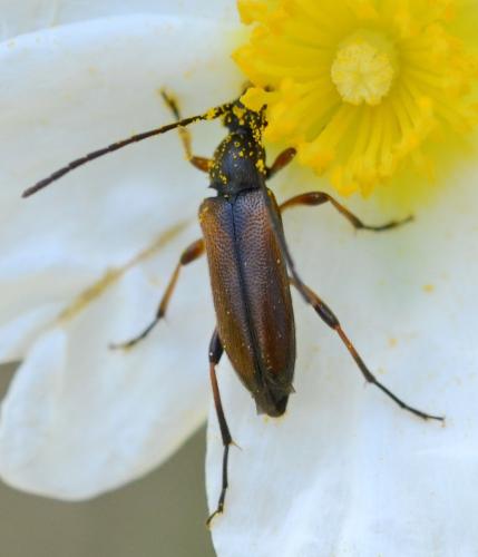 Réf. 302 104 : Alosterna tabacicolor
